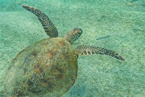 Galle Snorkeling with Turtle Private Tour - Hellotickets