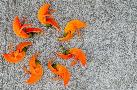Orange color flowers of Bastard Teak, Bengal Kino, Butea Monosperma or ...