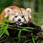 Image result for World Most Cutest Animals