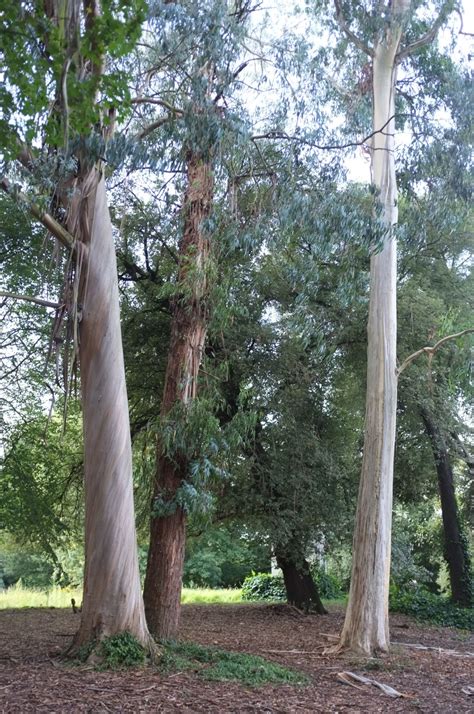 Eucalyptus - Trees and Shrubs Online