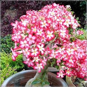 VibeX ® RXI-687 Desert Rose -Adenium obesum Seed Price in India - Buy ...