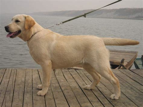 纯种拉布拉多犬幼犬狗狗出售 宠物拉布拉多犬可支付宝交易 拉布拉多犬 /编号10084701 - 宝贝它