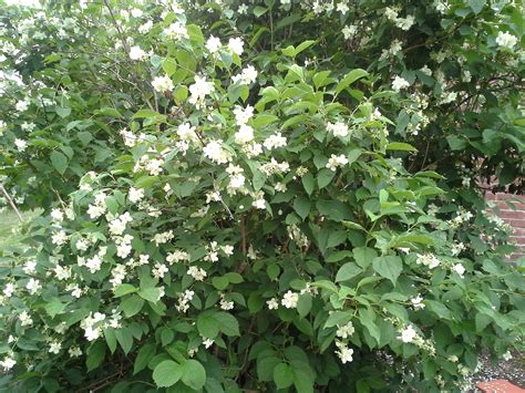 What Is A Mock Orange Tree at Wilma Scanlon blog