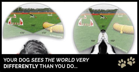 How Dogs See Humans 的图像结果