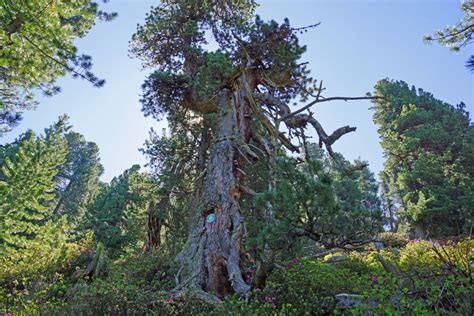 Nordtirols ältester Baum - UnserTirol24