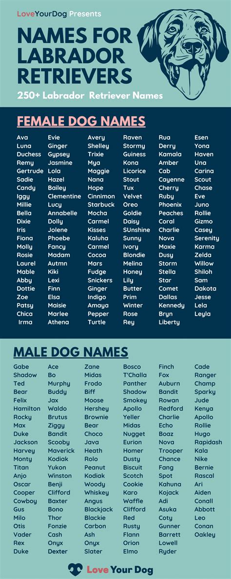 What Are Good Names For Black Female Dogs
