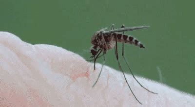 黑白花蚊子毒性最大（俗称"花蚊子"，比普通蚊子更毒，白天隔着衣服咬人，它从哪来？） | 说明书网