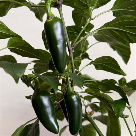 Pepper Joe's Giant Jalapeno Pepper Seeds - Pepper Joe's