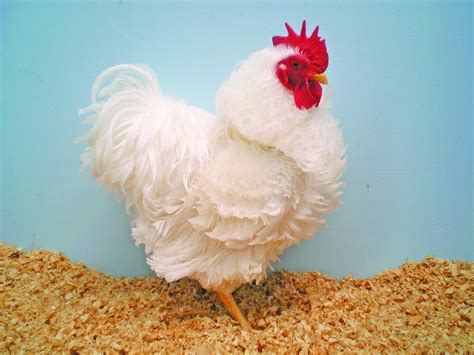 Fancy Chicken Breeds - Poultry Hub Australia