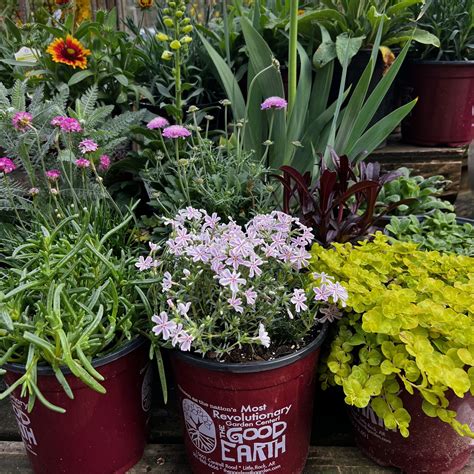 Top 5 Reasons to Plant Perennials This Spring!