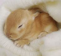 Image result for Real Baby Bunnies