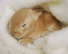 Image result for Baby Rabbits Animal