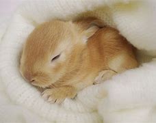 Image result for Cute Tiny Baby Bunny