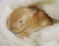 Image result for Happy Easter Baby Bunnies