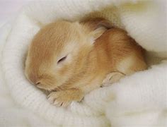 Image result for What Do Baby Bunnies Look Like