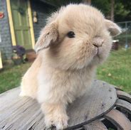 Image result for Holland Lop Babies