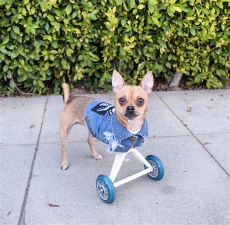Two Legged Dog With Wheels