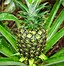 Image result for Flowers That Look Like Pineapples