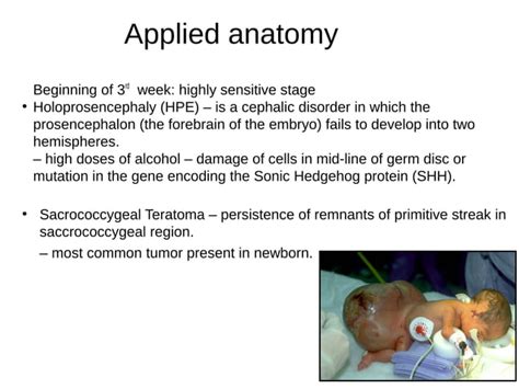 Image result for Embryo Face Formation