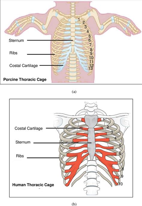 Costochondral Cartilage