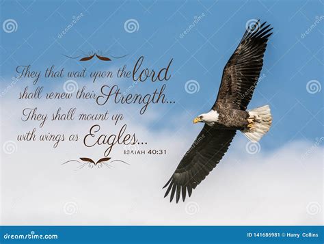 What Does The Bald Eagle Represent In The Bible at Melva Duran blog