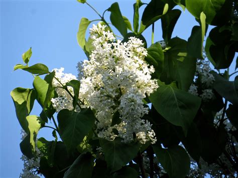 New Hampshire State Flower: Purple Lilac (Syringa vulgaris) | Cow Hampshire