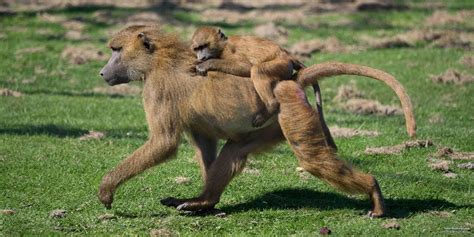 Olive Baboon Fighting