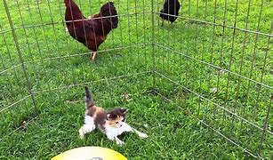 Image result for Baby Kittens and Bunnies