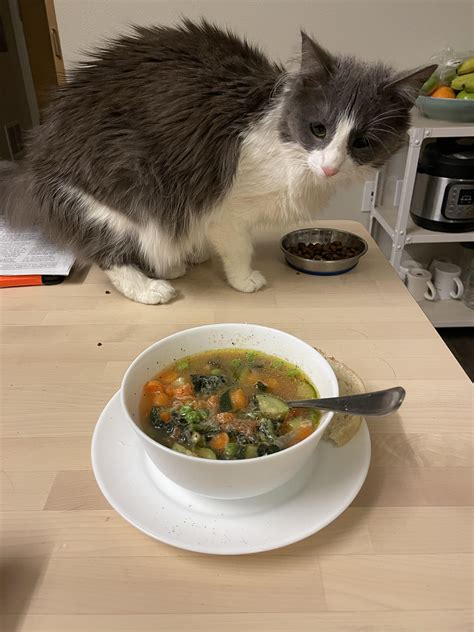 Made the veggie soup. Cat is mildly perplexed. : r/AdamRagusea