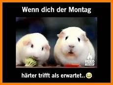 malvorlagen igel kostenlos vollversion tier bilder kostenlos kopieren vorlagen zum ausmalen malvorlagen igel kostenlos vollversion tier bilder kostenlos kopieren vorlagen zum ausmalen