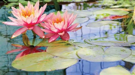 Download Blooming Starburst Water Lilies Wallpaper | Wallpapers.com