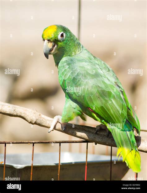 Yellow-naped Amazon Parrot (Amazona auropalliata Stock Photo - Alamy