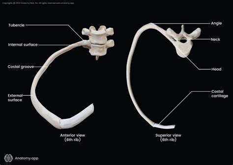 Ribs | Encyclopedia | Anatomy.app | Learn anatomy | 3D models, articles ...