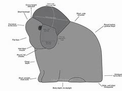 Image result for Baby Holland Lop Bunnies