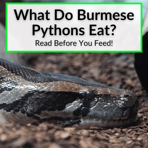 Image result for Burmese Python Eat Chicken