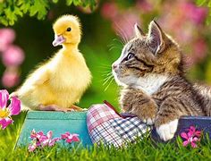 Image result for Spring Wallpaper with Animals