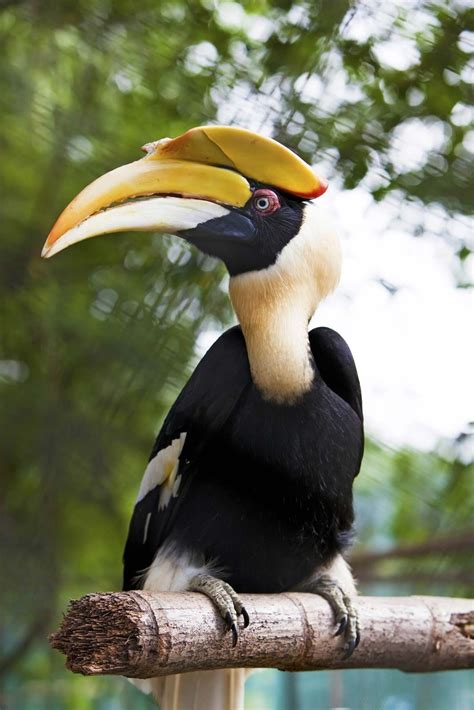 Asia - Flora, Fauna, Ecosystems | Britannica