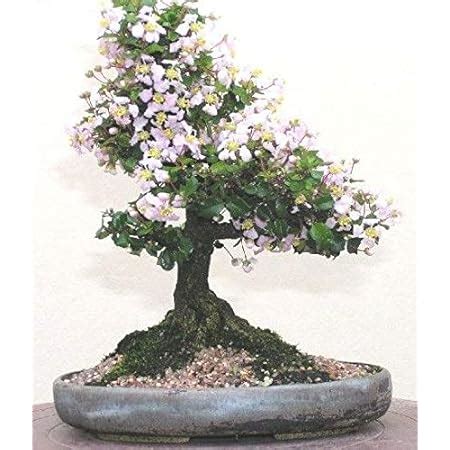 Abana Homes® Bonsai Plant for Home Indoor - Tree Shape Carmona ...