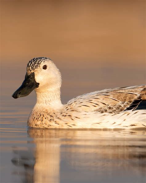 Baby Harlequin Duck