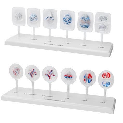 Buy ZMX Meiosis Model of Vegetable Cells and Animal Cells - Medical ...