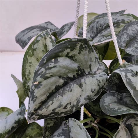 Scindapsus Pictus (Exotica) - Scindapsus - soiled.in