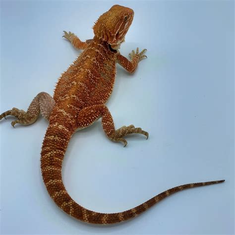 Red Bearded Dragon