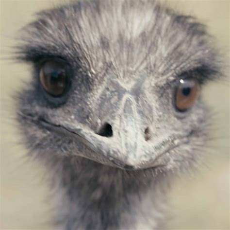 Emu - Varysburg, NY - Hidden Valley Animal Adventure