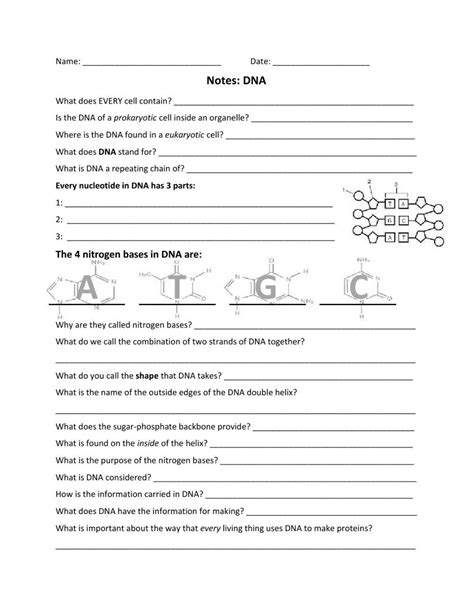 DNA Structure and Function Worksheet Biology 的图像结果