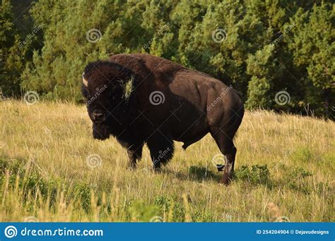 Bison with Grass Caught on His Horn Stock Photo - Image of large ...