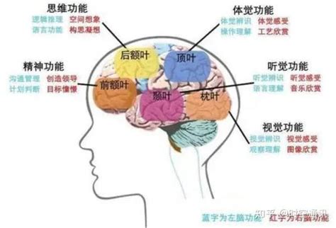 熬夜后头昏脑涨，脑子里发生了什么？|脑脊液|脑子|熬夜_新浪新闻