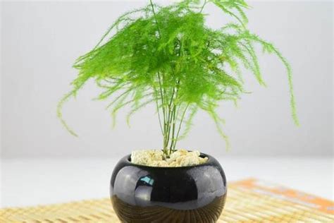 文竹怎么繁殖（扦插、播种） 文竹怎么养才能更旺盛 - 致富热