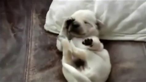 小狗睡觉时做梦的惊人行为,越后面越夸张,真的萌惨了 - YouTube