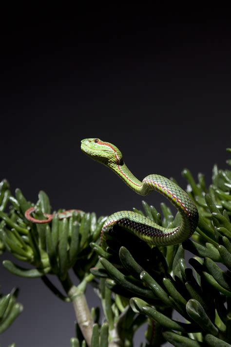 African Bush Viper By San Diego Zoo Worker Bitten By Snake With No