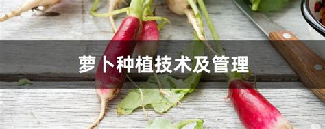 萝卜怎么种植？萝卜种植技术-种植技术-中国花木网